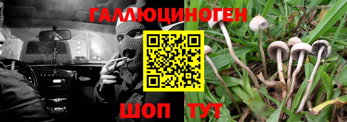 Псилоцибиновые грибы Psilocybe Сосновый Бор